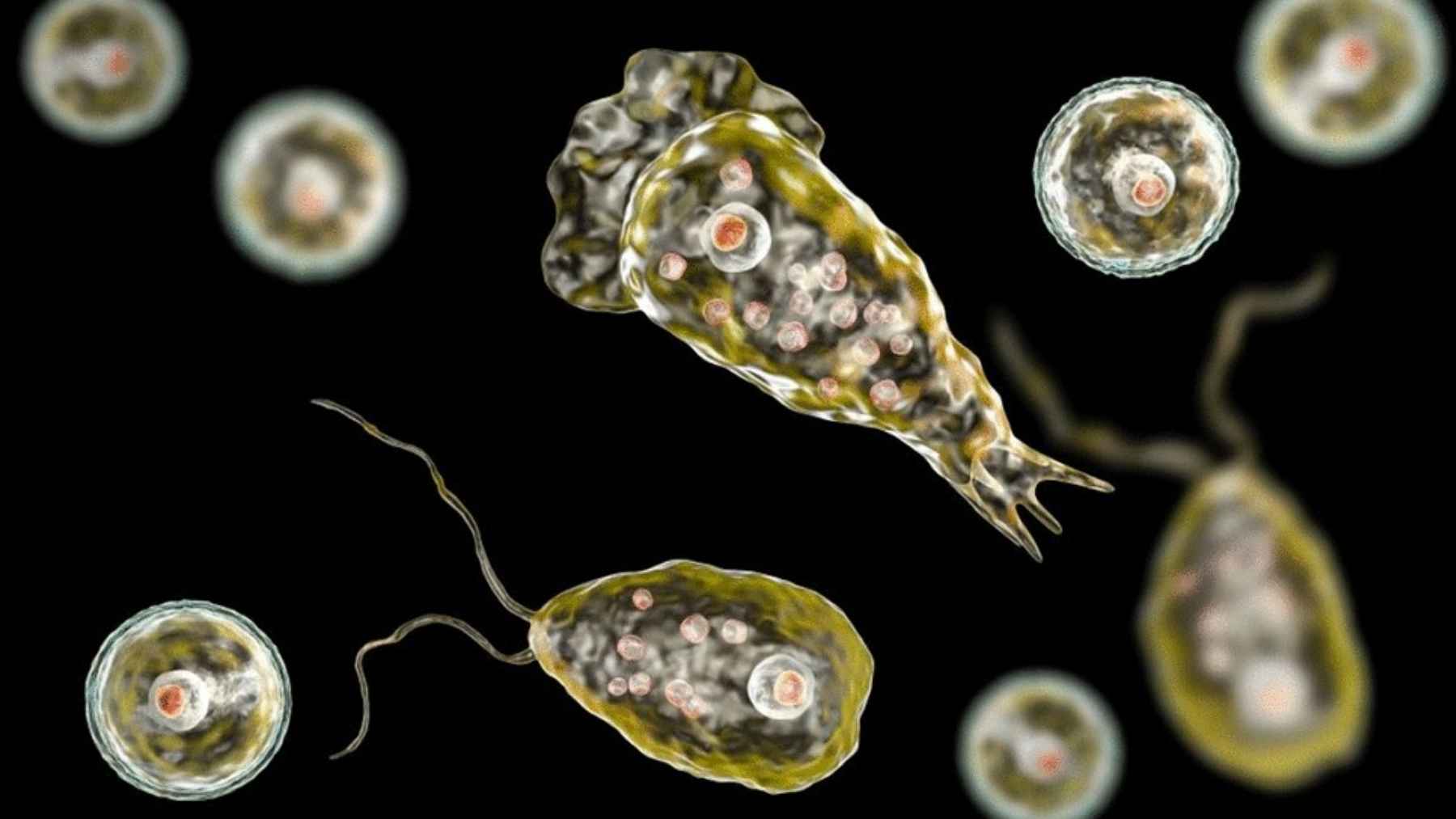 Microscopic view of free living amoebae found in water systems and linked to climate related health risks