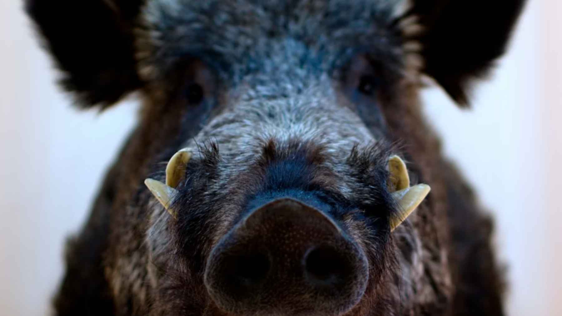 Close-up of a wild boar linked to Fukushima’s post-disaster genetic experiment in abandoned farmlands
