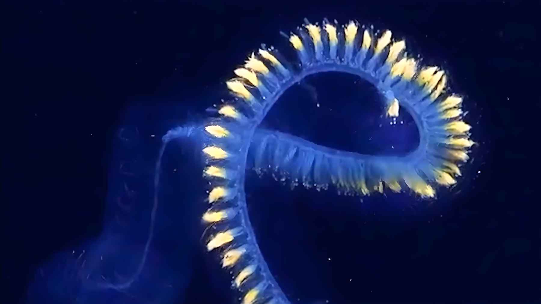 Giant Siphonophore filmed at 6,000 meters by a remotely operated vehicle off Australia