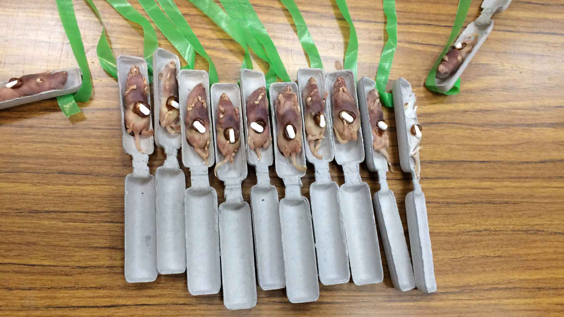 Paper parachutes with dead mice baits laced with paracetamol are lined up for an aerial drop to target brown tree snakes in Guam.