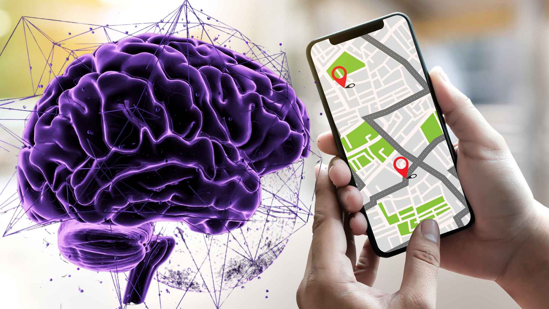 Brain scan highlighting the hippocampus region involved in spatial navigation and novelty detection