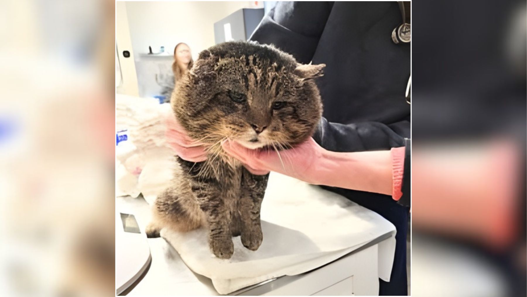 He arrived at the shelter looking like a villain, with cheeks like a movie mob boss, but he turned out to be the most affectionate cat they had ever met 1 Big-cheeked tabby cat on an exam table while a person supports him during a shelter or vet checkup.