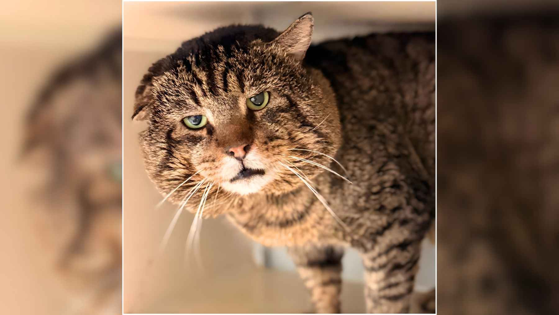 Close-up of a big-cheeked tabby cat with green eyes, looking up, showing the “mob boss” jowls that made him go viral.