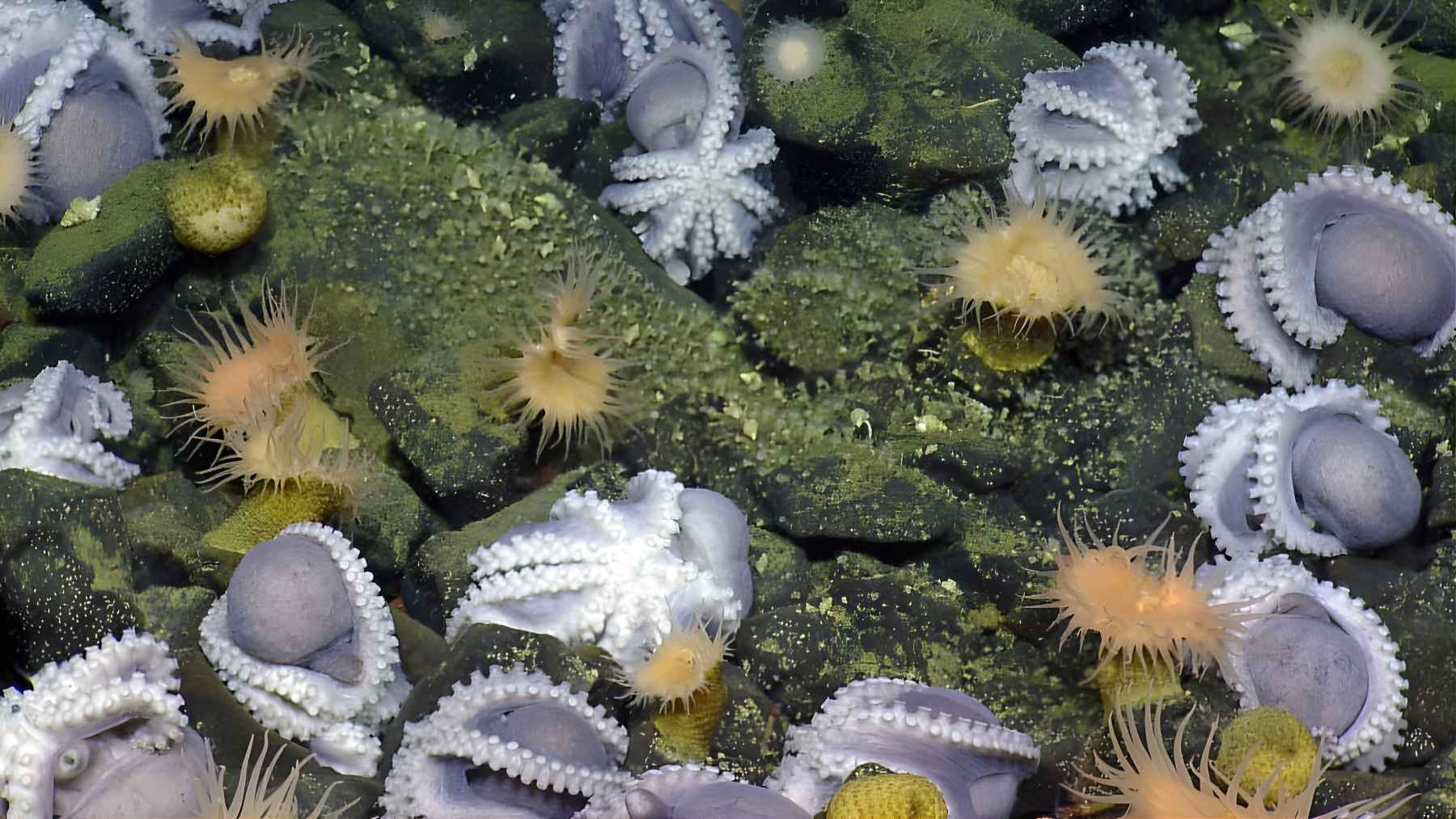 Deep sea image of thousands of pearl octopuses gathered at a hydrothermal nursery site near Davidson Seamount.