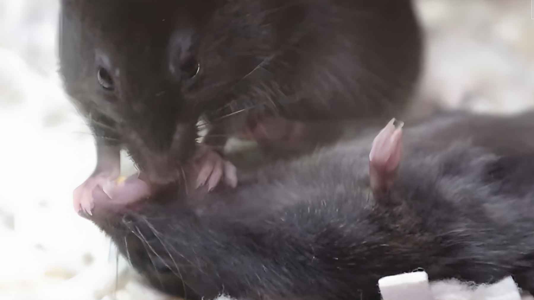 A mouse pulls at the tongue of an unresponsive cage mate during a lab-recorded rescue-like behavior.