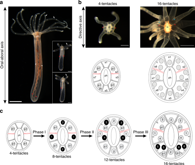 Developmental stages of Nematostella vectensis showing oral-aboral axis and tentacle formation patterns