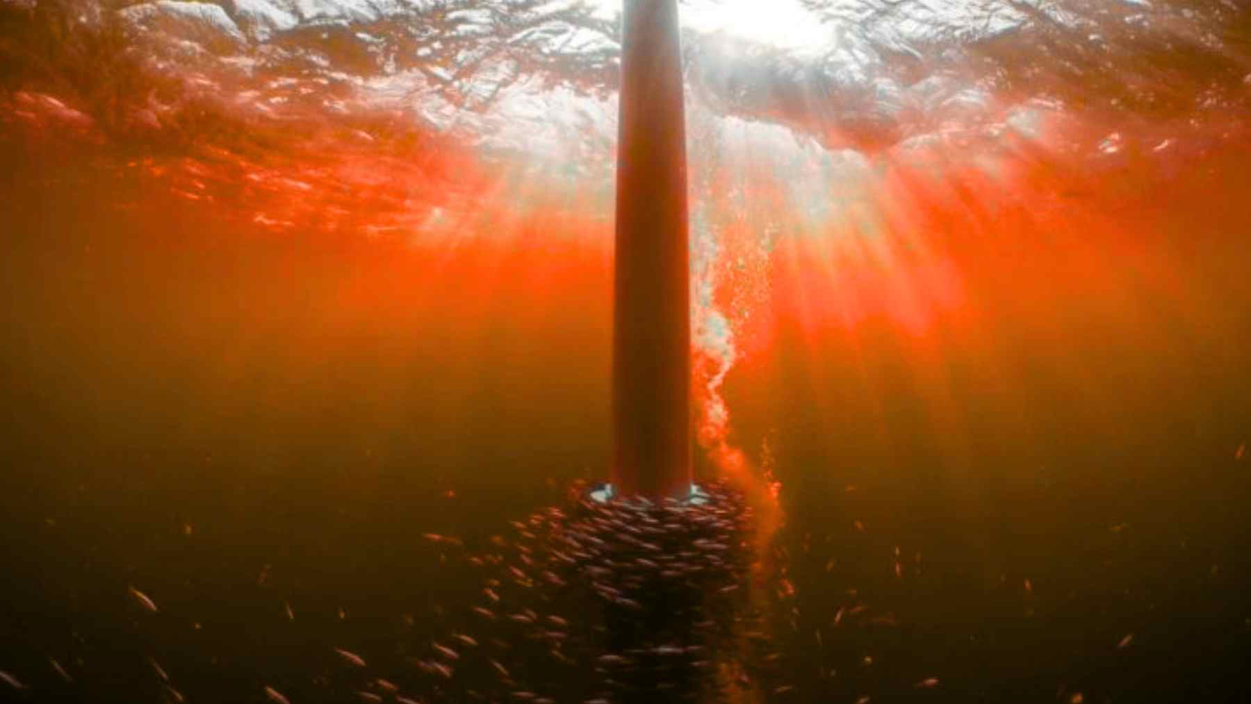 Fish circle an offshore wind turbine foundation in the Dutch North Sea as sunbeams cut through the water.