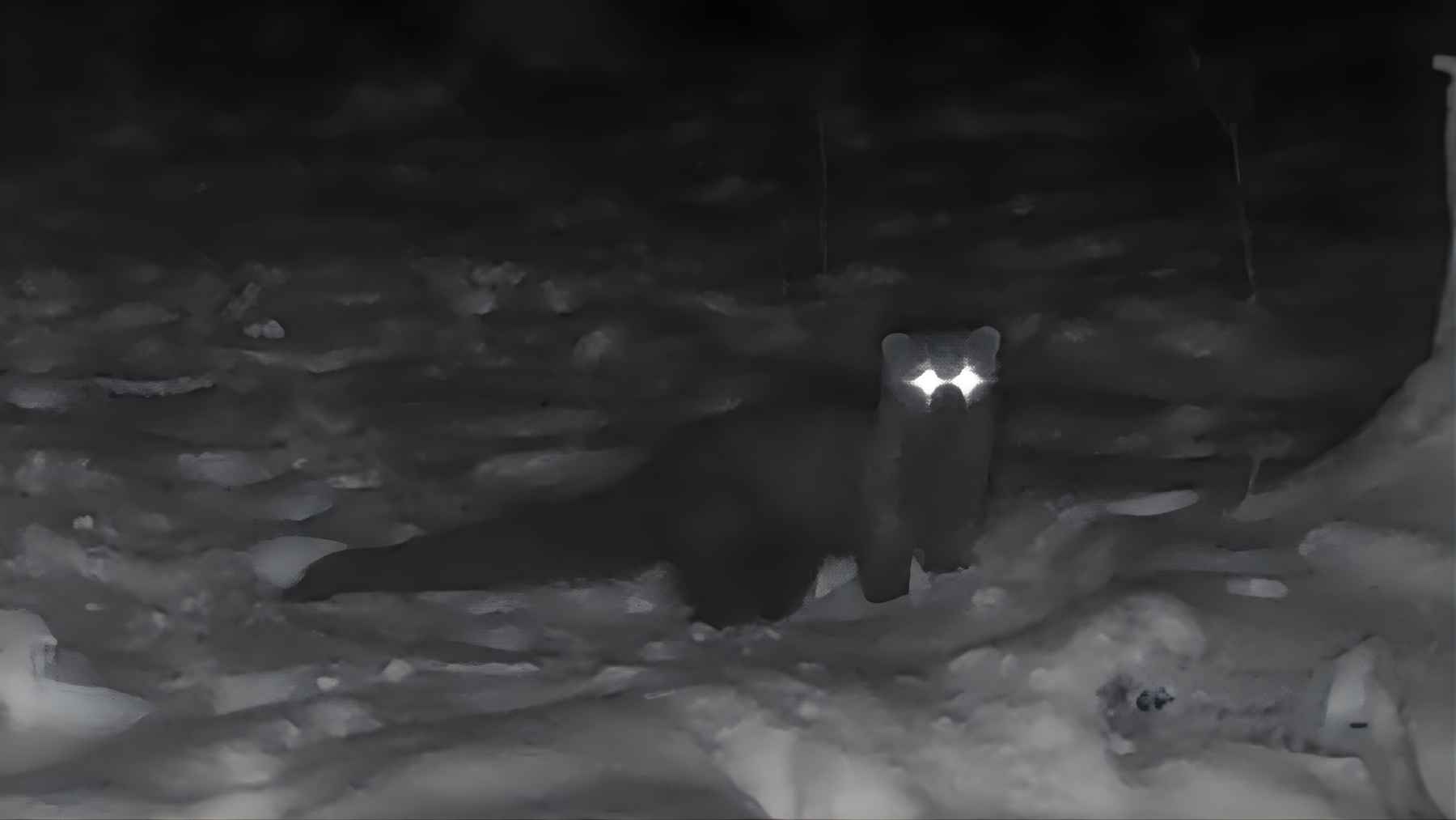 Black-and-white trail camera image of a fisher walking through snow at night in a Cleveland-area forest.