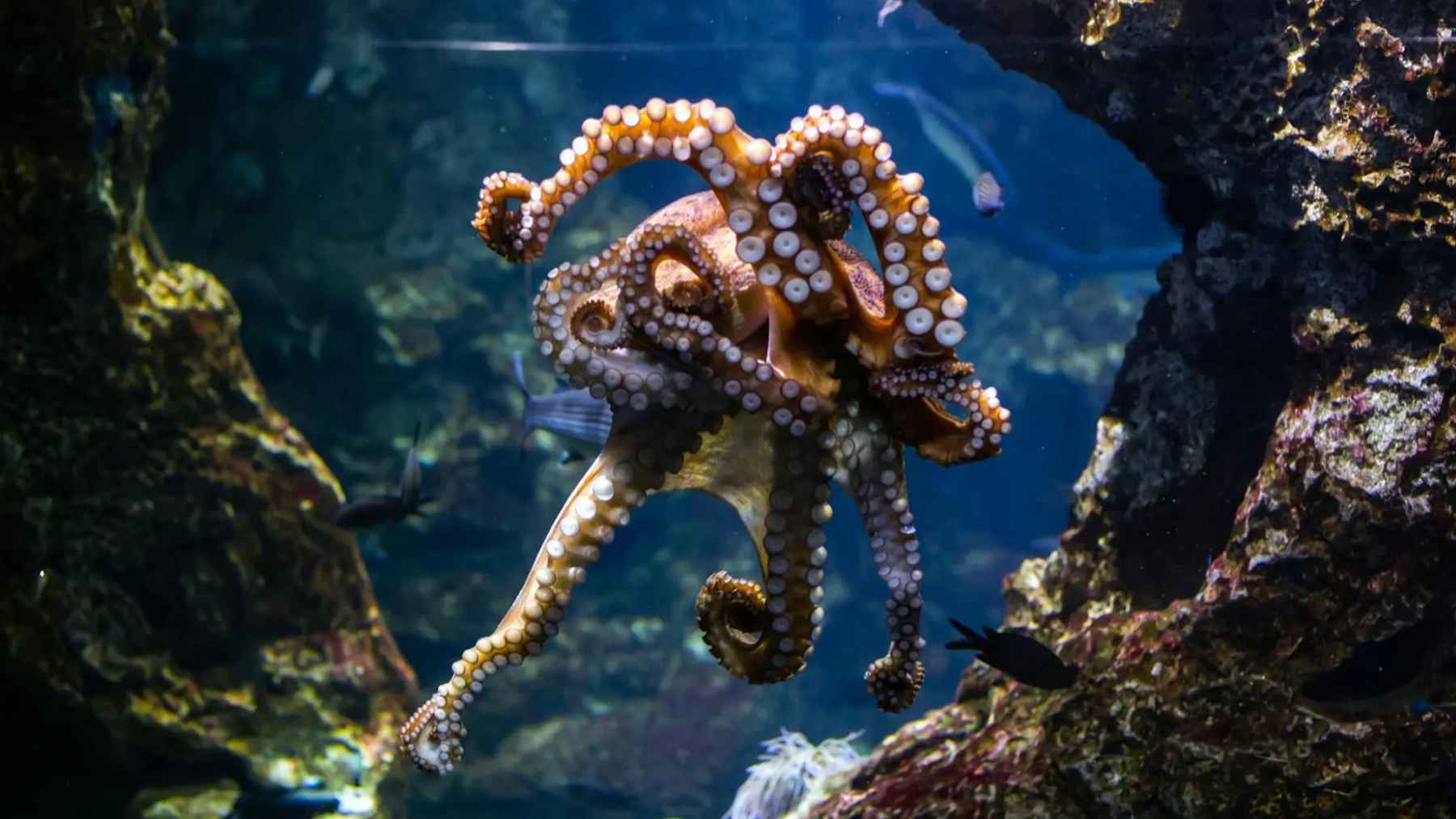 Perovskite solar cell research inspired by taurine found in octopus to improve device stability