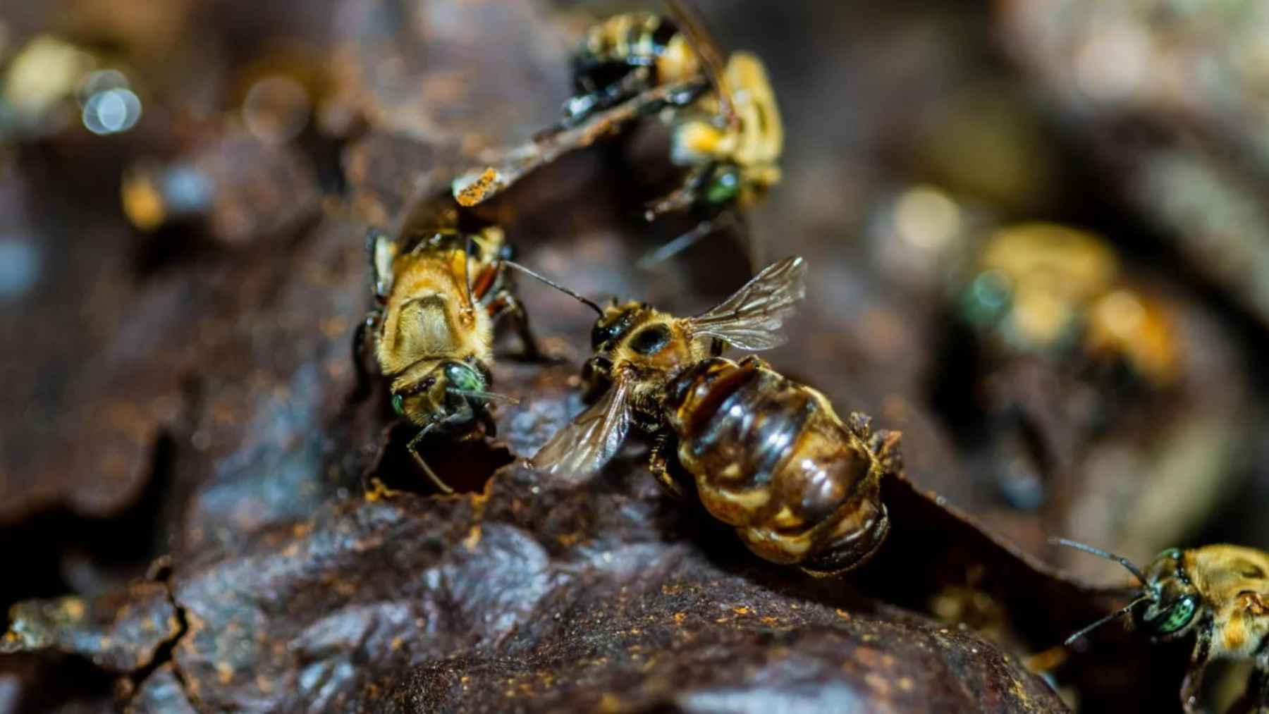 Stingless bee species in the Peruvian Amazon now recognized as legal subjects with environmental rights