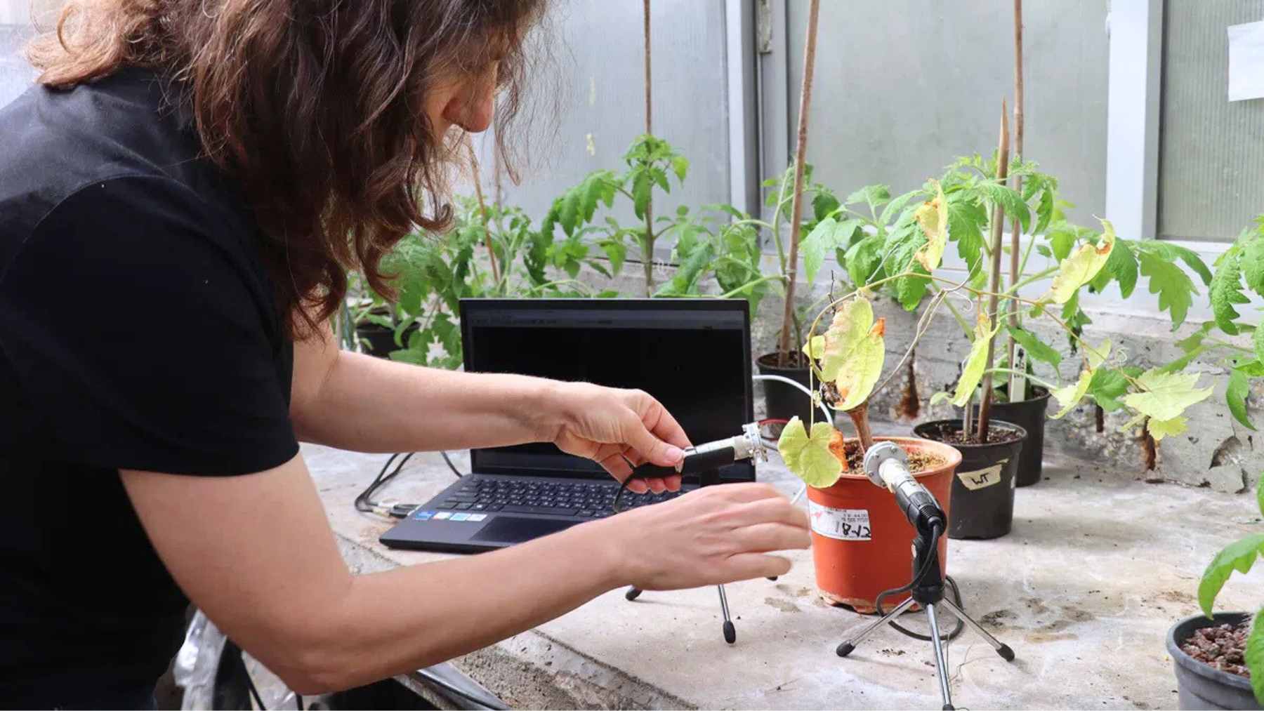 ECONews 1 A researcher records ultrasonic sounds from a potted tomato plant in a greenhouse using microphones connected to a laptop.