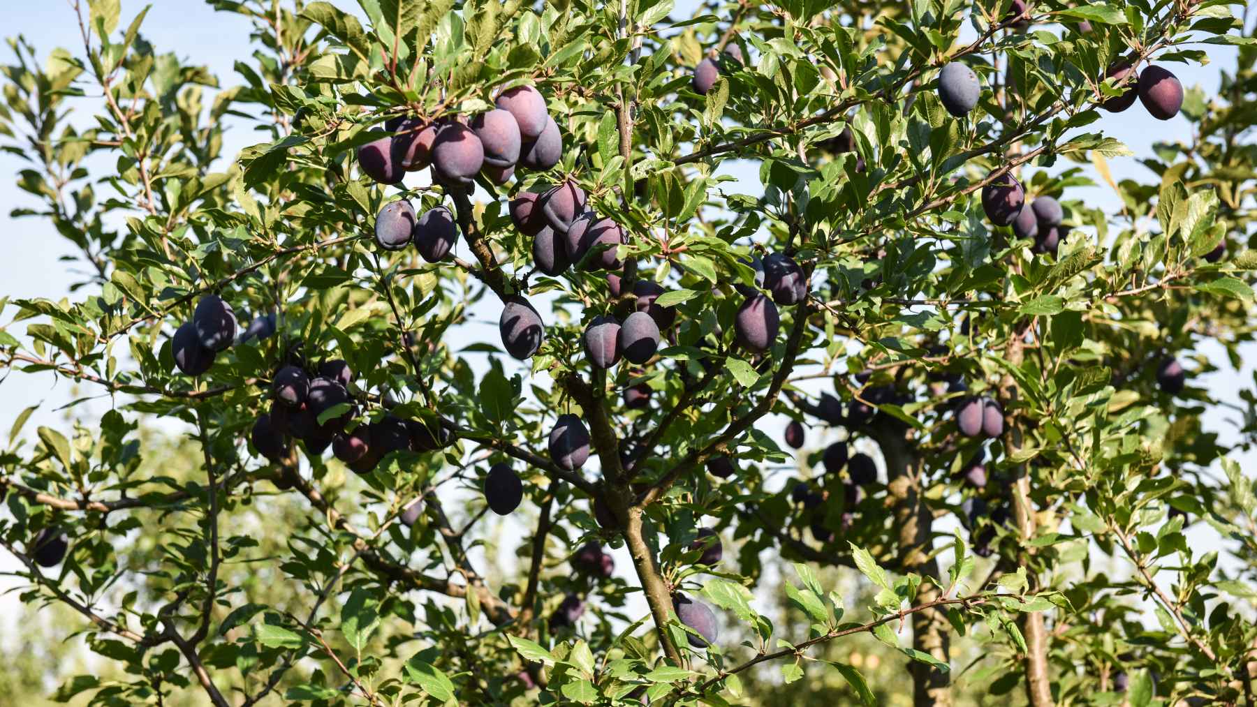 Plum tree loaded with ripe purple fruit, suitable for small gardens with non-invasive roots