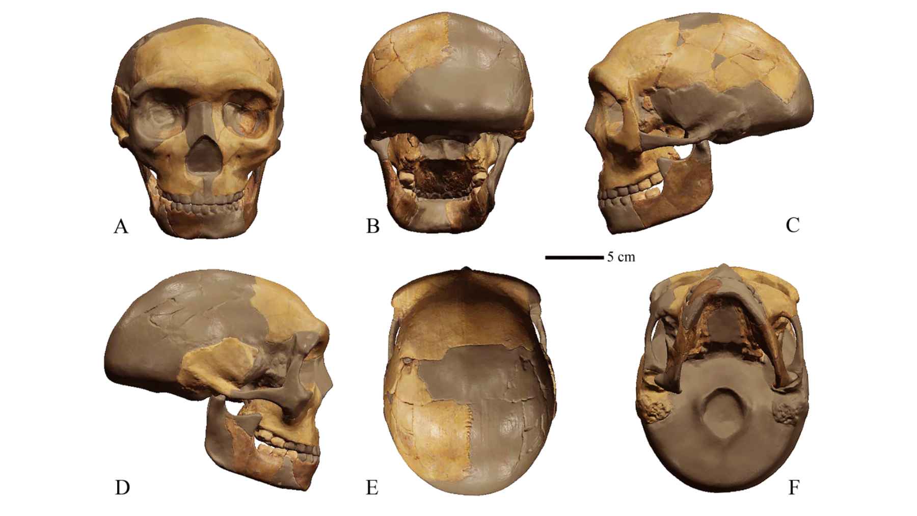 Hualongdong juvenile jawbone fossil showing a mix of archaic and near-modern human features from eastern China