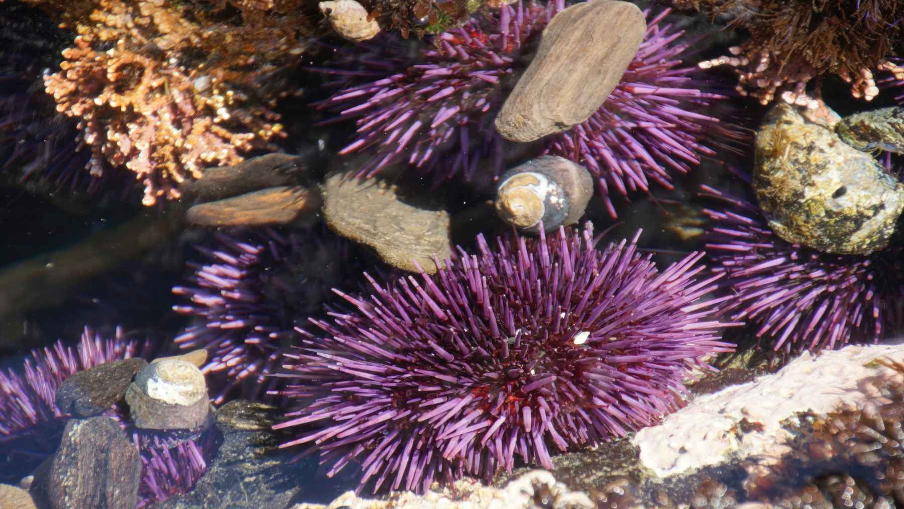 Purple sea urchin Paracentrotus lividus with spines visible, species found to have a brain-like nervous system across its body