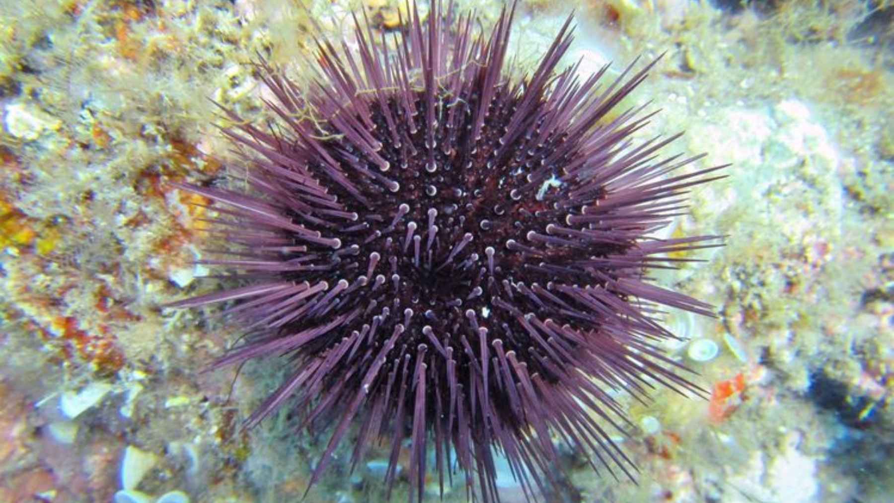 Purple sea urchin Paracentrotus lividus on a Mediterranean seabed, species found to have a brain-like nervous system