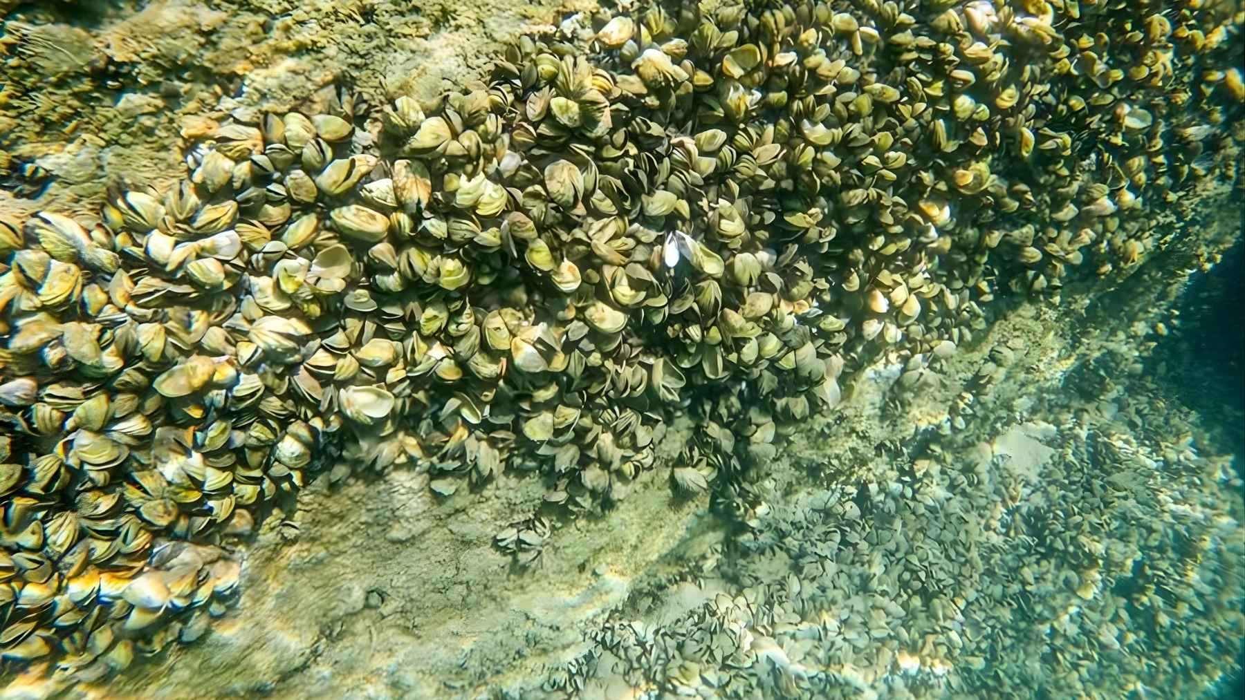 Dense clusters of invasive quagga mussels cling to rocks underwater, a species newly detected in Lower Lough Erne, Northern Ireland.
