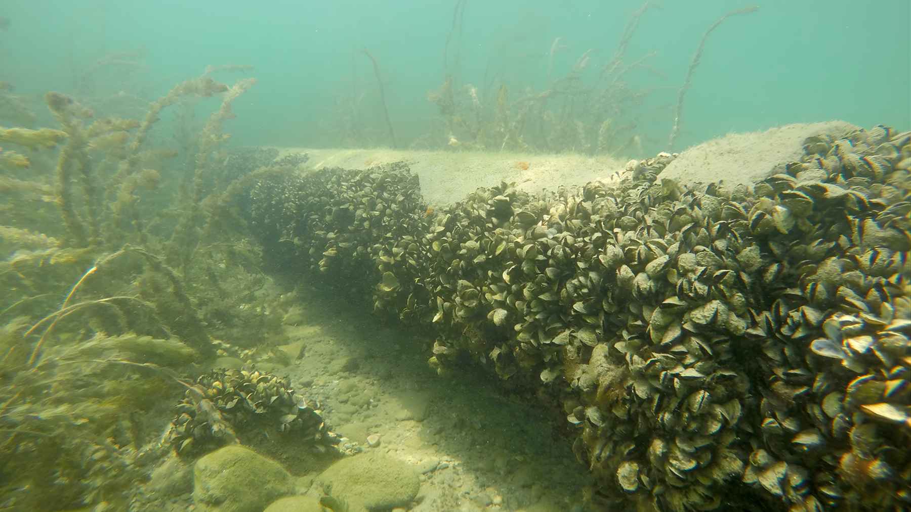 Underwater view of invasive quagga mussels covering a submerged surface on a lakebed, forming a dense colony that can disrupt ecosystems.