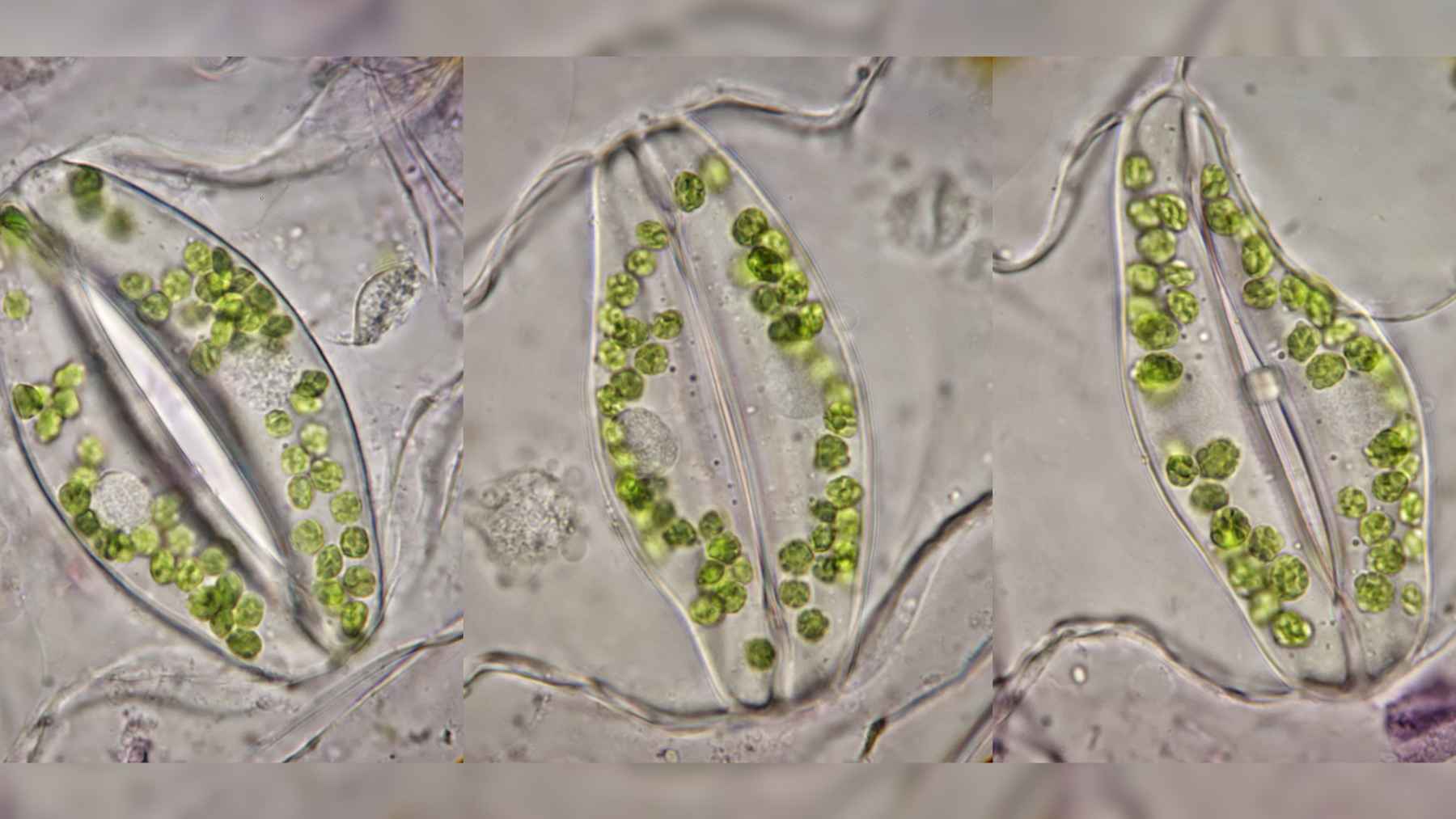 Portable microscope captures stomata opening and closing on a living plant leaf under changing light conditions