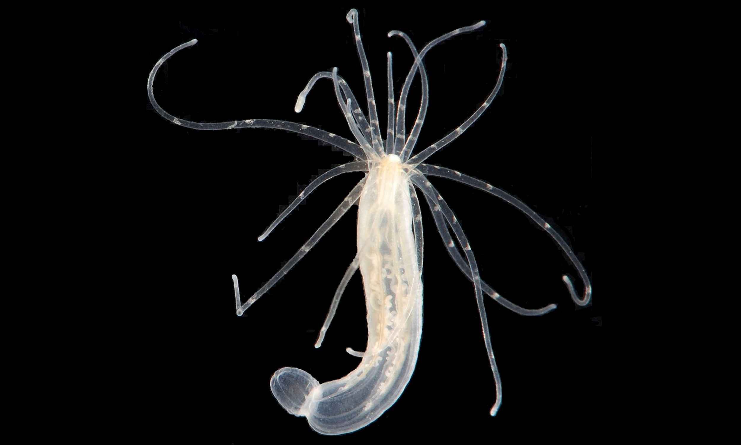 Starlet sea anemone Nematostella vectensis used in evolutionary biology research