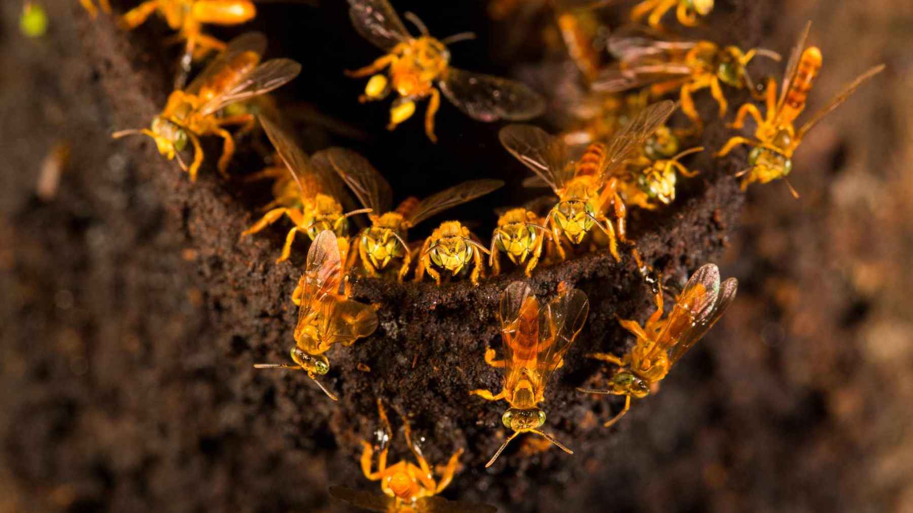 Colony of native stingless bees clustered at the entrance of a hive in the Peruvian Amazon