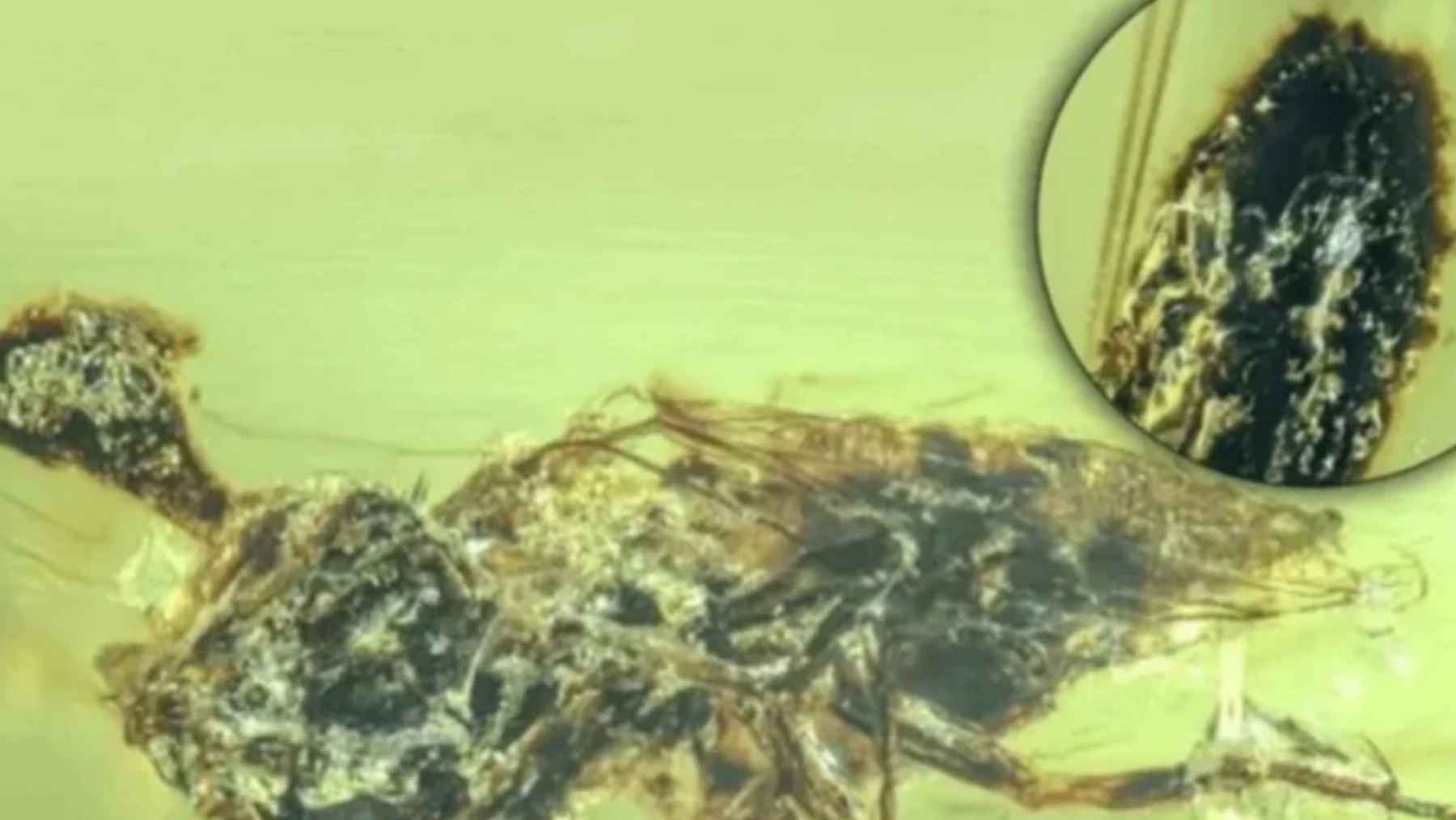 Microscopic image of Candidatus Sukunaarchaeum mirabile, a minimal genome archaeon discovered by Japanese scientists