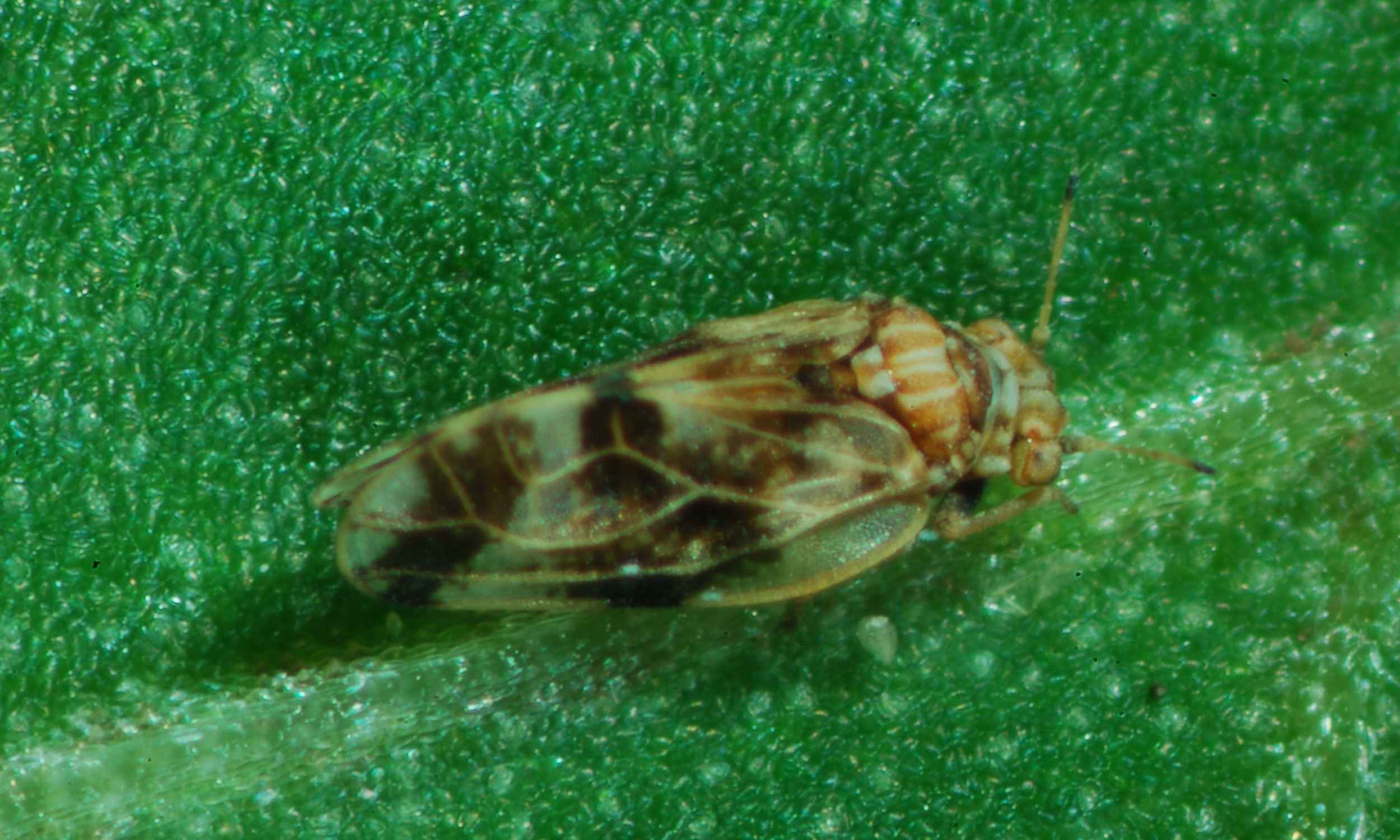 Scientist releases biological control weevils onto invasive floating pennywort in a UK river
