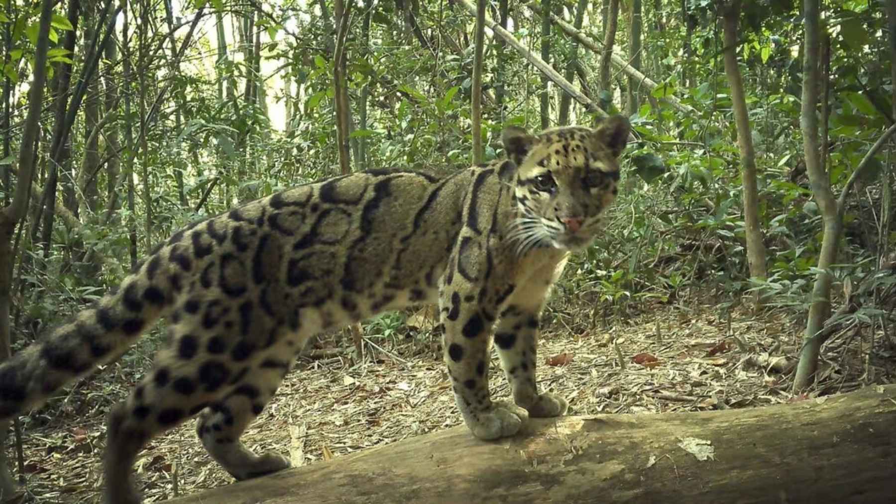 Hidden cameras in Virachey National Park record 42 rare species, surprising even conservationists 1 Camera trap photo of a clouded leopard in Virachey National Park, Cambodia, moving through dense forest.