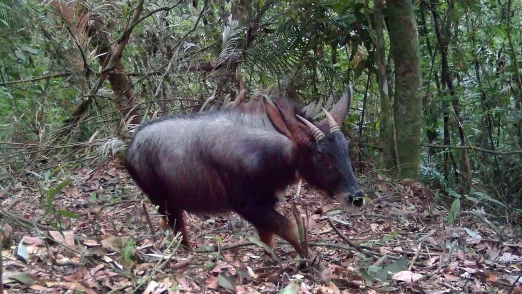 Hidden cameras in Virachey National Park record 42 rare species, surprising even conservationists 2 Camera trap photo of a wild gaur (wild cattle) walking through dense forest in Virachey National Park, Cambodia.