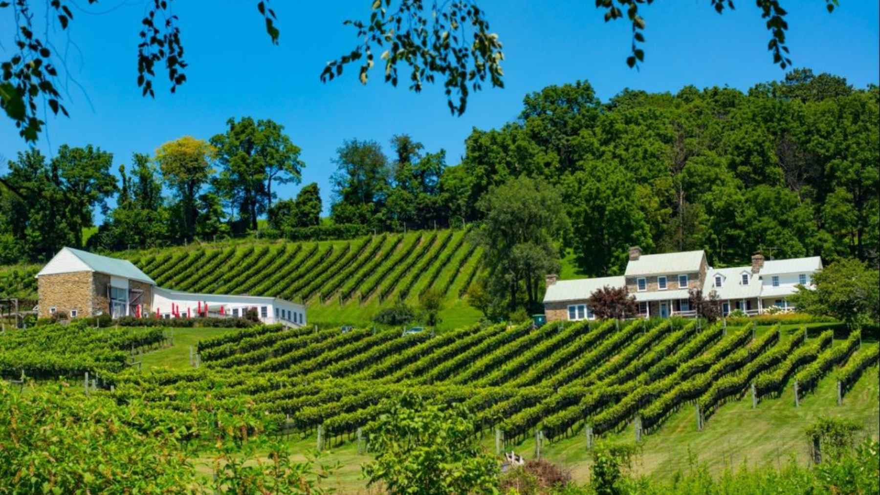 A hillside vineyard in Virginia with rows of grapevines and winery buildings, representing small farm wineries facing new rules.