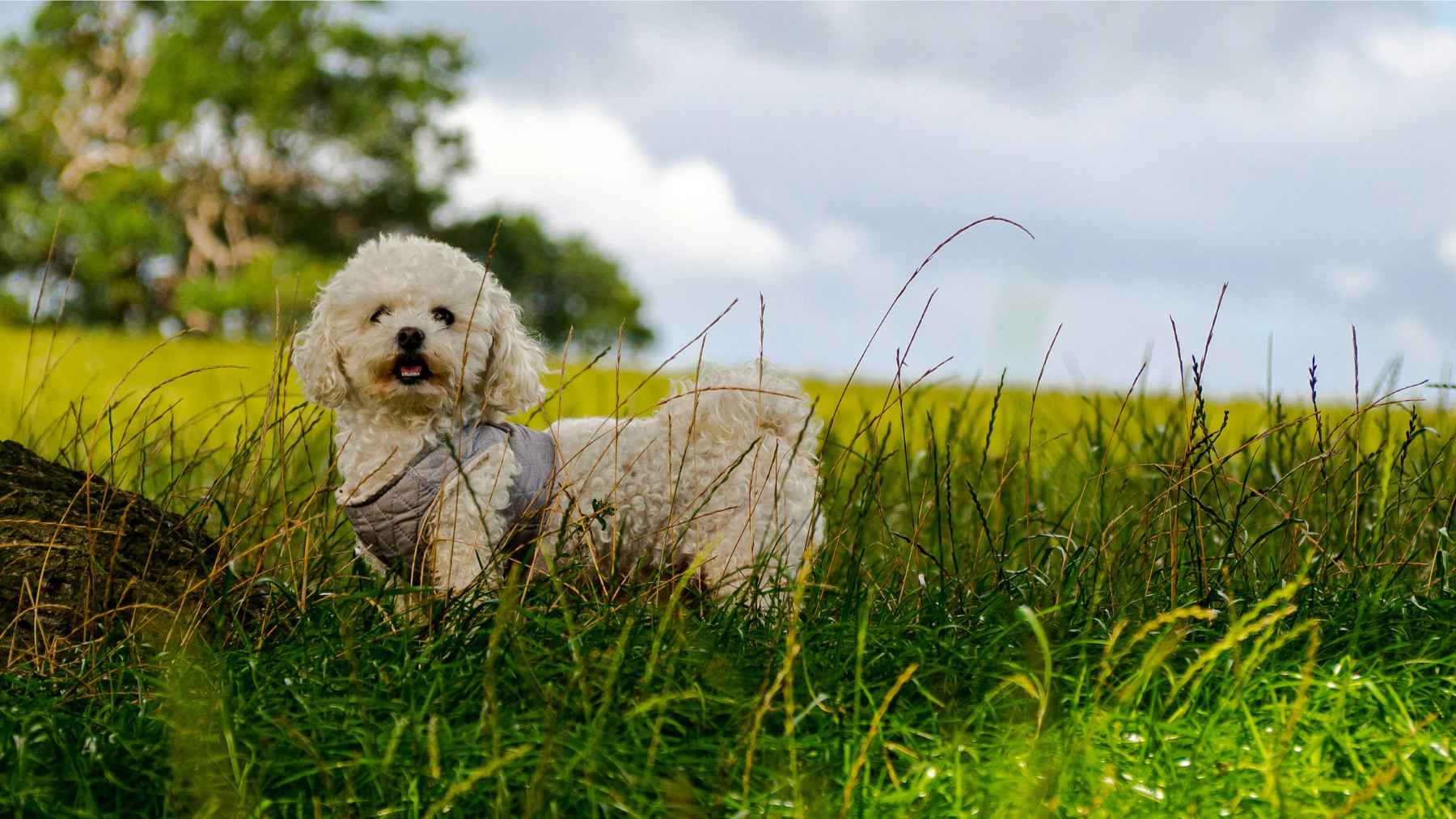 A white poodle standing on grass outdoors.