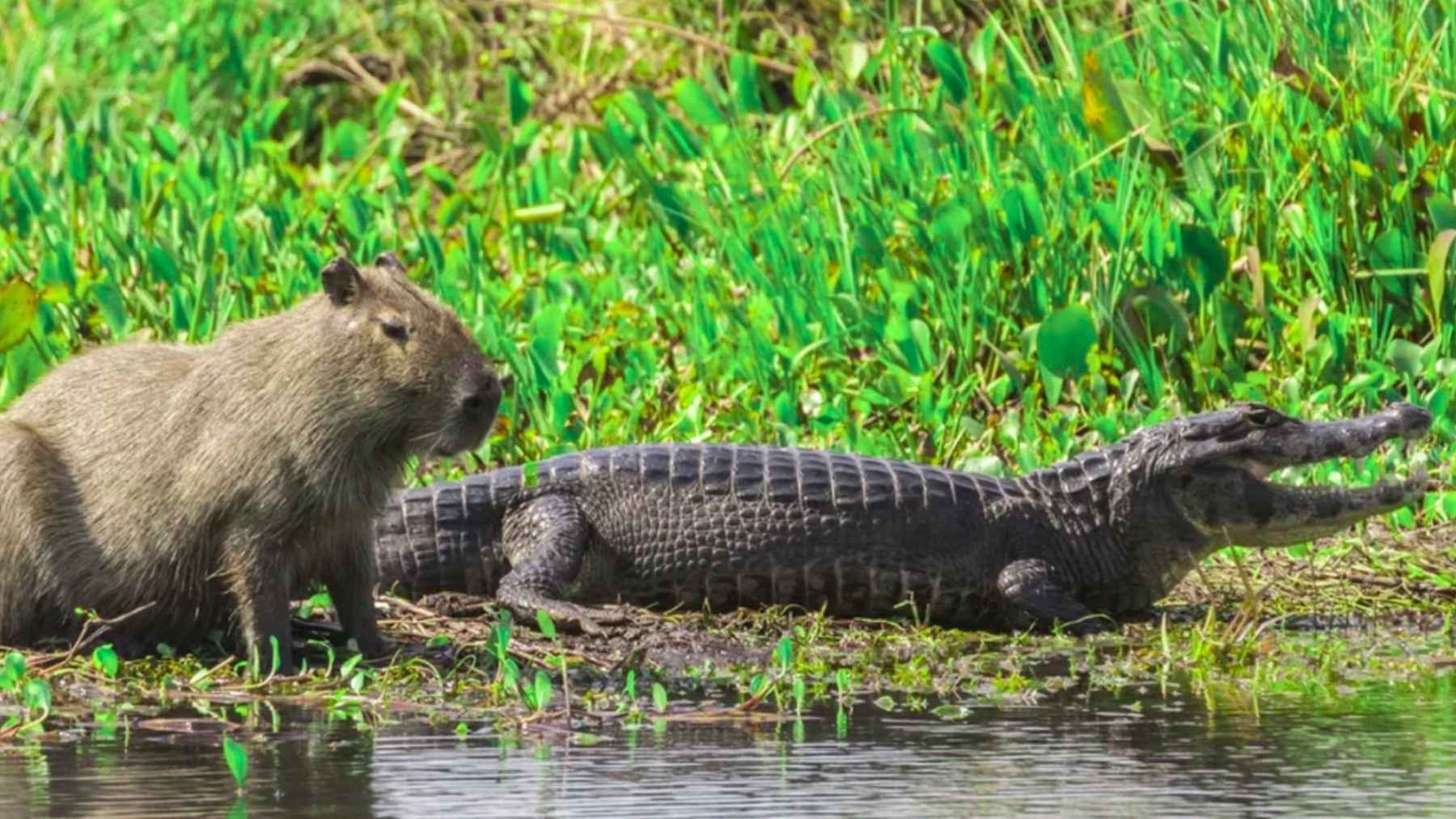Capybara resting on a muddy riverbank beside a caiman in a South American wetland