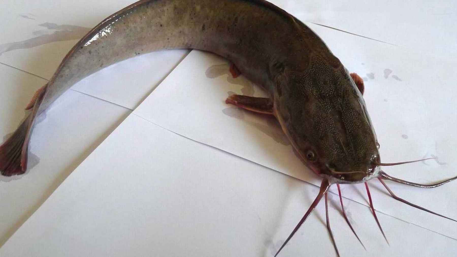 African sharptooth catfish (Clarias gariepinus) photographed out of water, a species capable of moving across land using body movements and pectoral spines.
