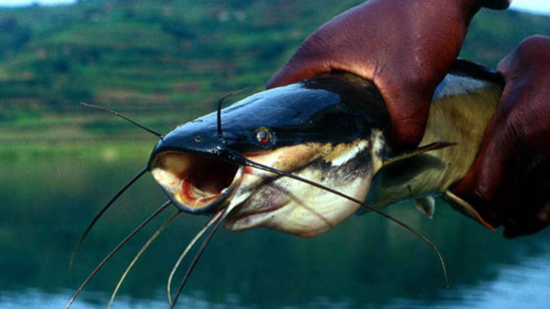 African sharptooth catfish leaving a pond at night and moving across wet ground, recorded by a wildlife camera trap.