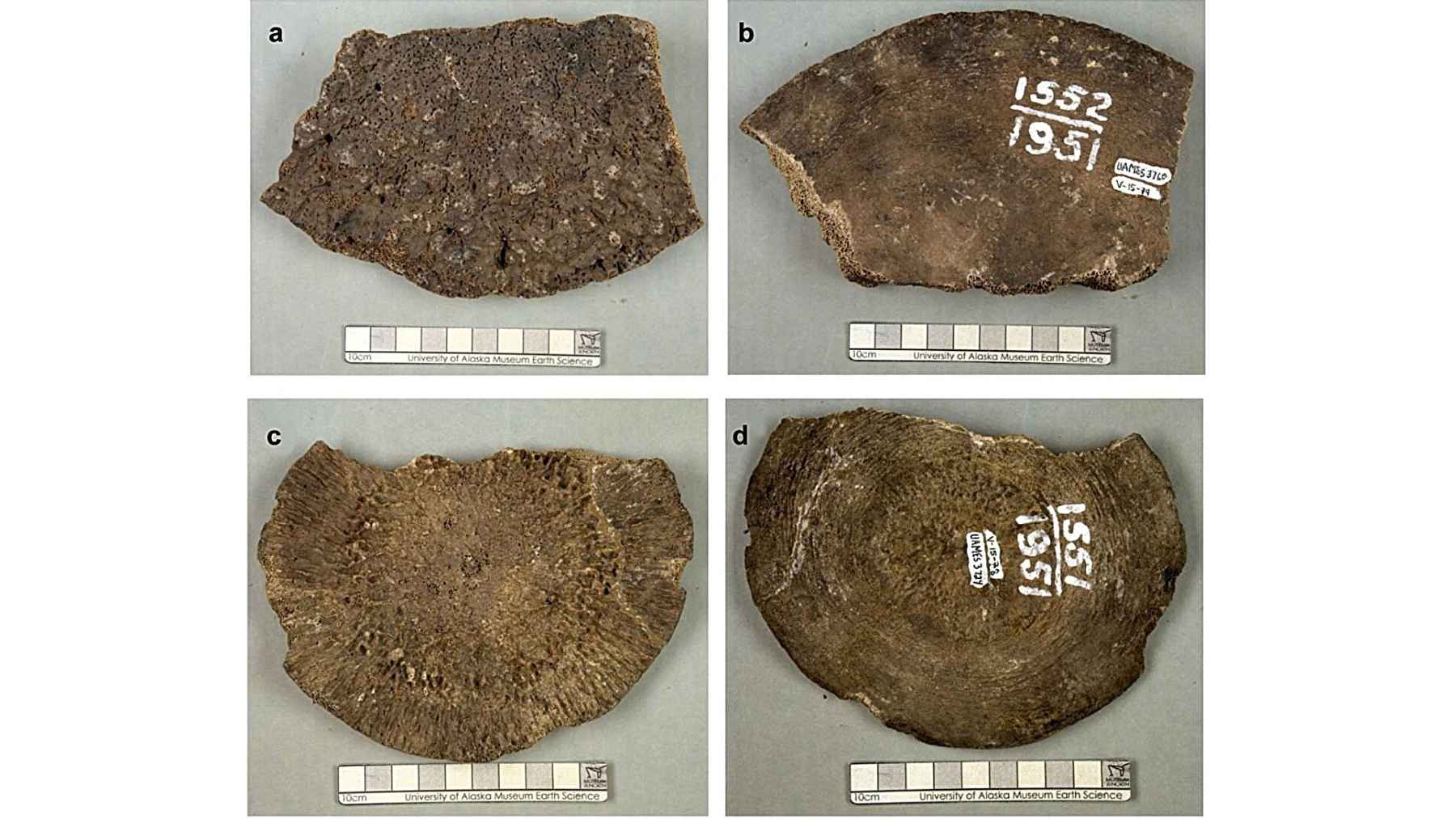 Fossil bone sections from Alaska once identified as mammoth vertebrae later confirmed as ancient whale bones