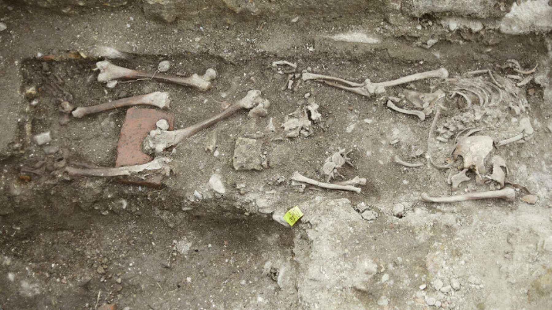Exposed human bones, including leg bones and a partial skull, resting in dry soil at an archaeological excavation site in Kuyavia, Poland.
