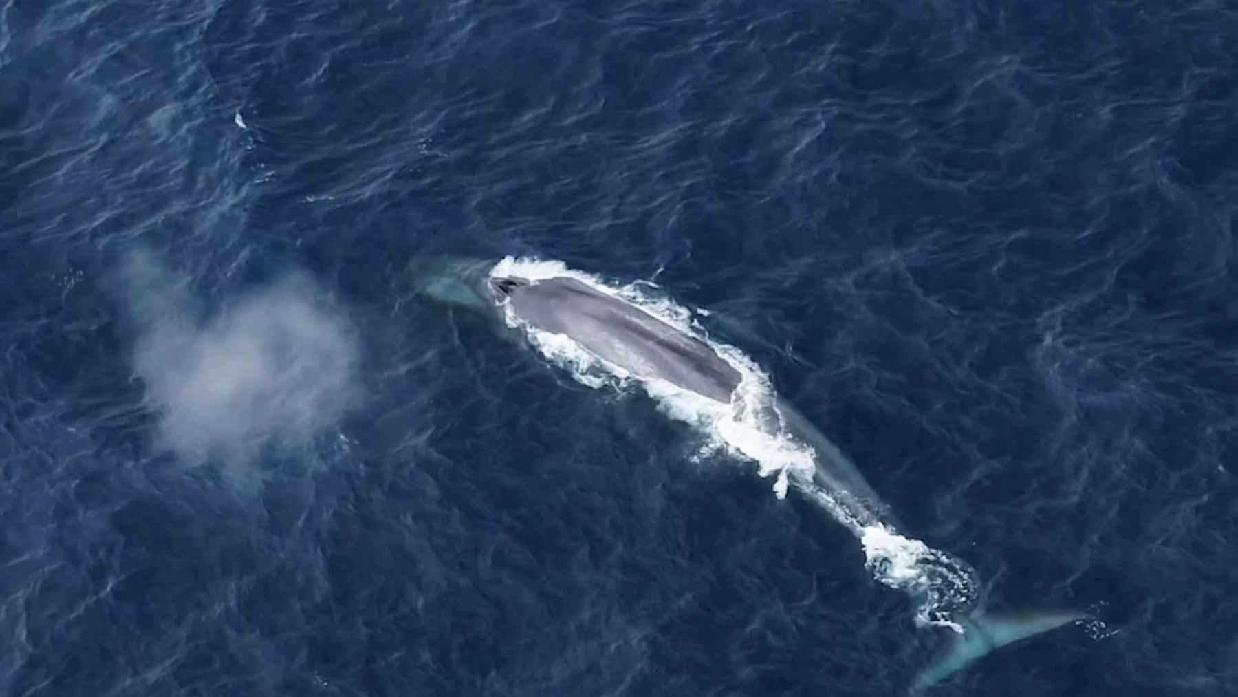 Underwater view of clustered fish nests on the Antarctic seafloor in the Weddell Sea