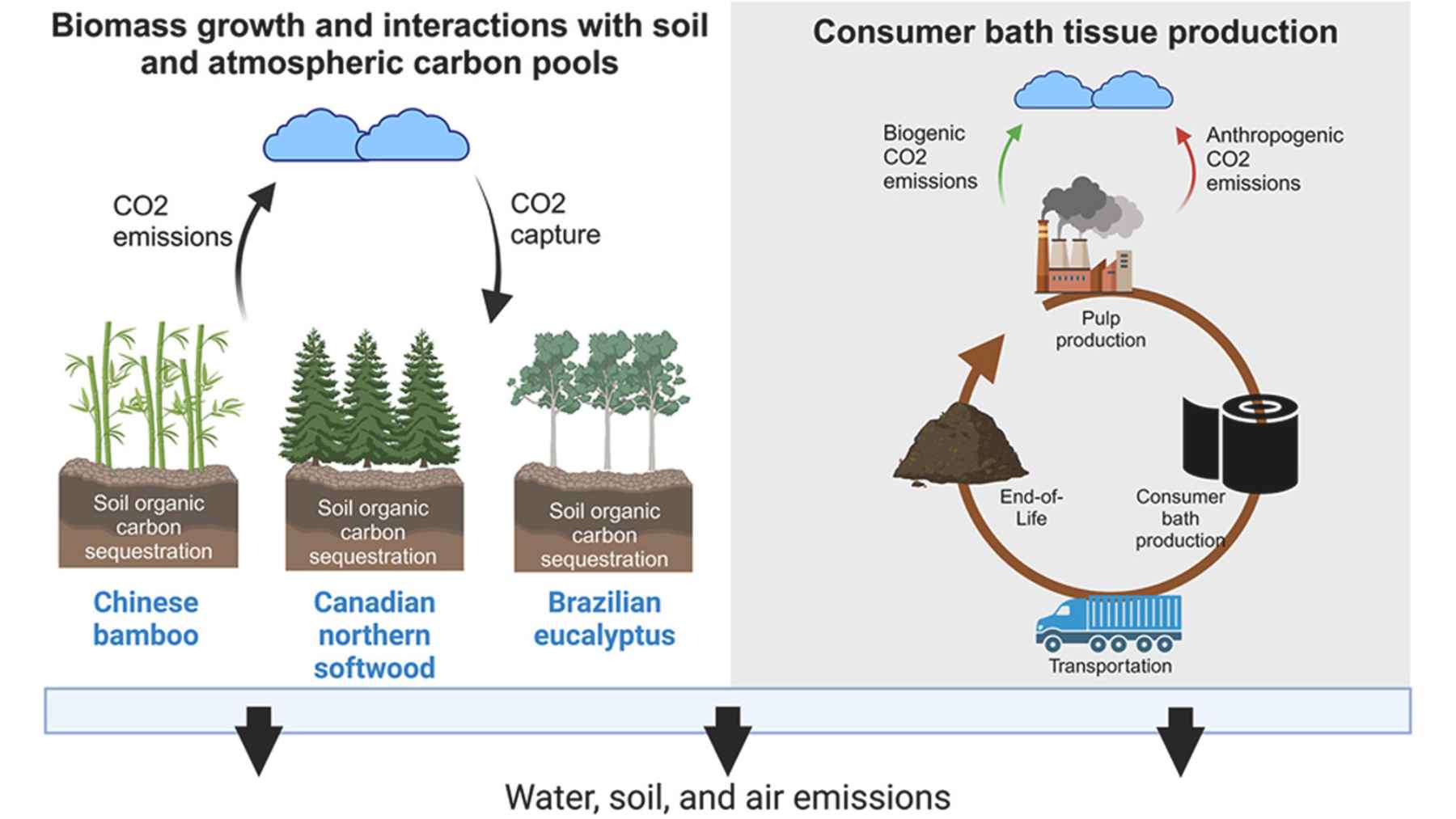 Diagram comparing bamboo, Canadian softwood, and Brazilian eucalyptus toilet paper production and their carbon emissions impact.