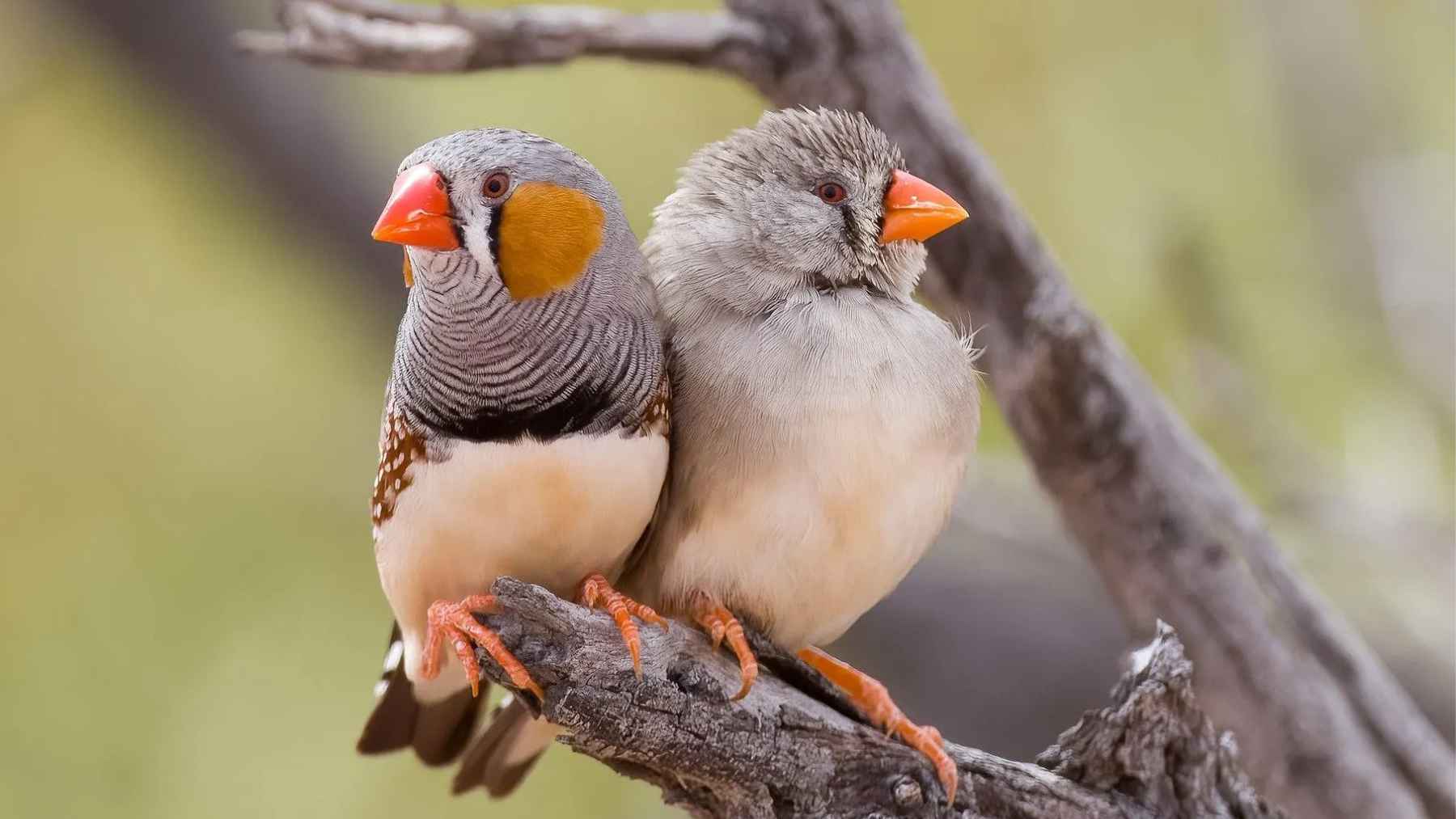 Male zebra finch showing orange pheomelanin feathers used in a new study on red hair pigment and oxidative stress