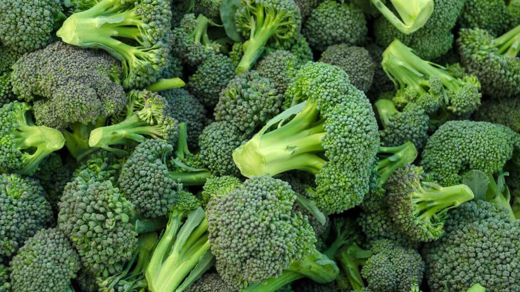 Fresh broccoli florets shown as part of a plant-based supplement study linked to slower signs of low-risk prostate cancer