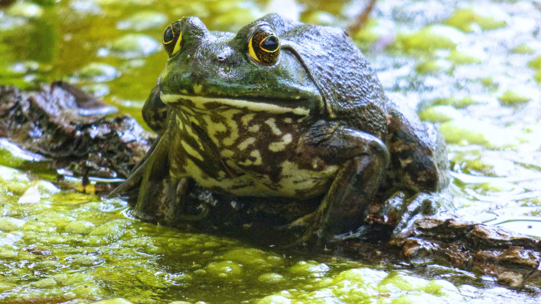 Bullfrog resting in shallow water, an amphibian often linked to the long-running myth that some frogs never sleep