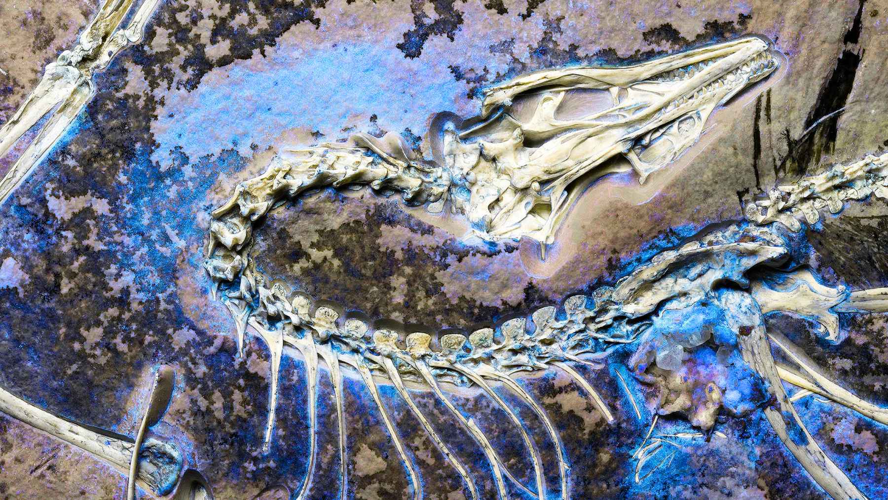 Chicago Archaeopteryx fossil specimen showing preserved bones, feathers, and wing structure in limestone slab