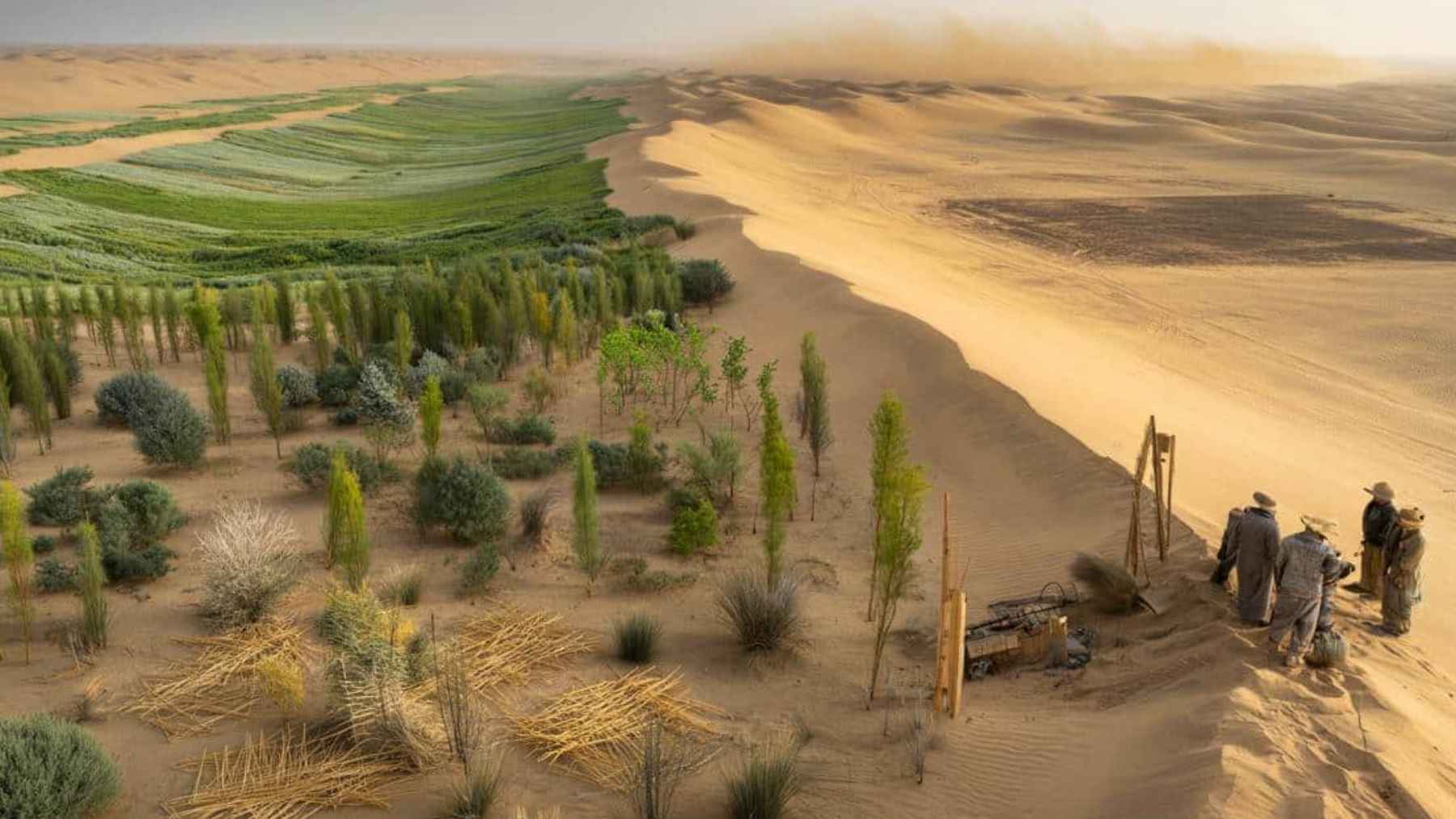 Tree plantations and restored vegetation on the edge of the Gobi Desert in northern China, where regreening affected water availability