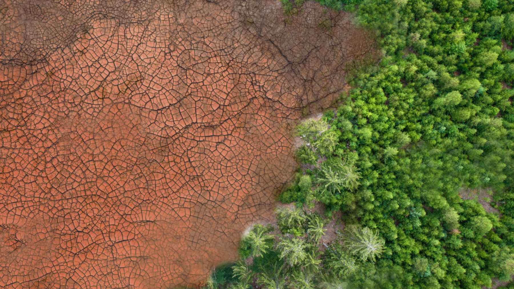 Aerial view of cracked dry ground beside dense green vegetation near China’s Taklamakan Desert restoration zone
