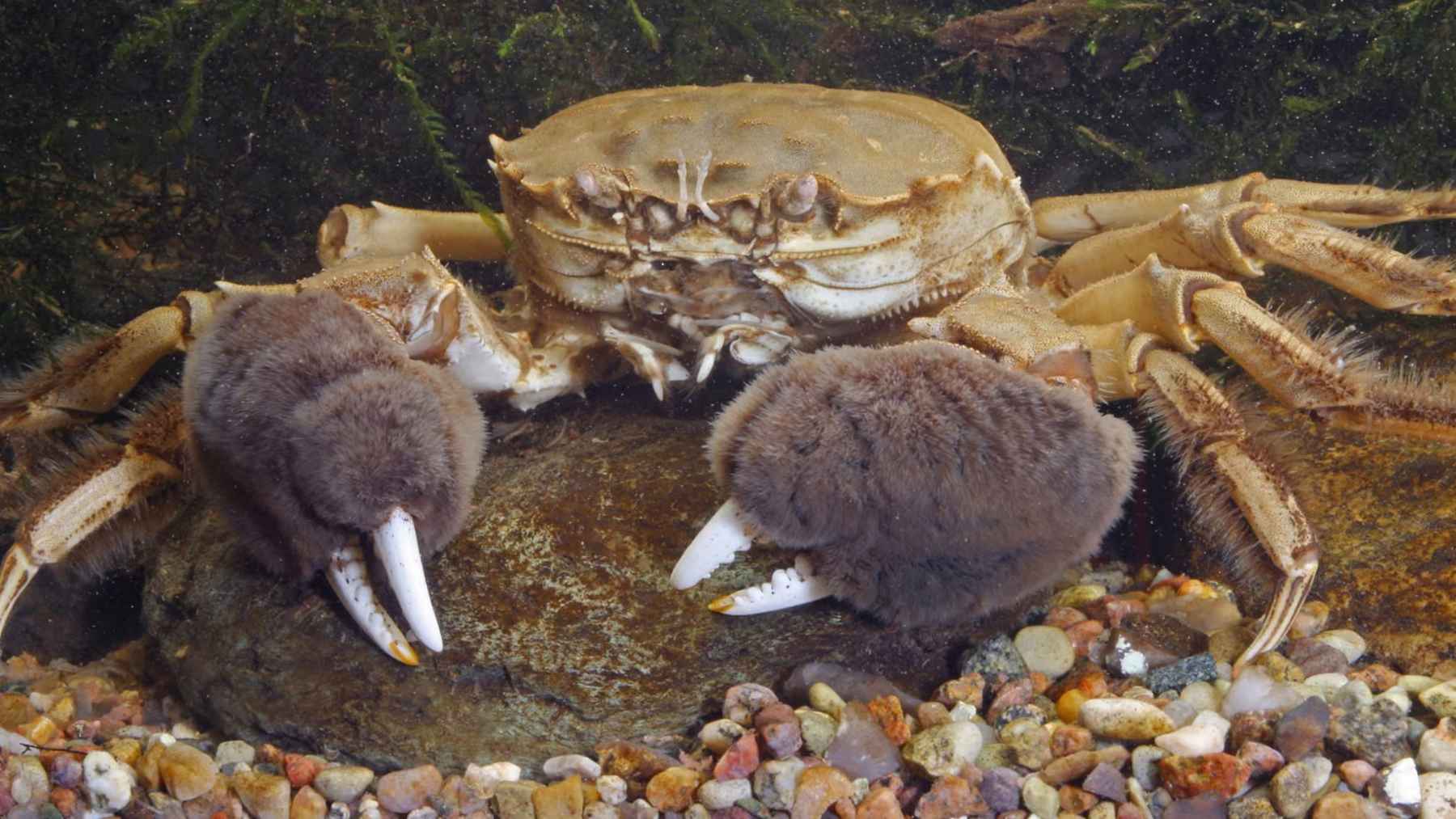 Chinese mitten crab with distinctive hairy claws photographed in a European river habitat