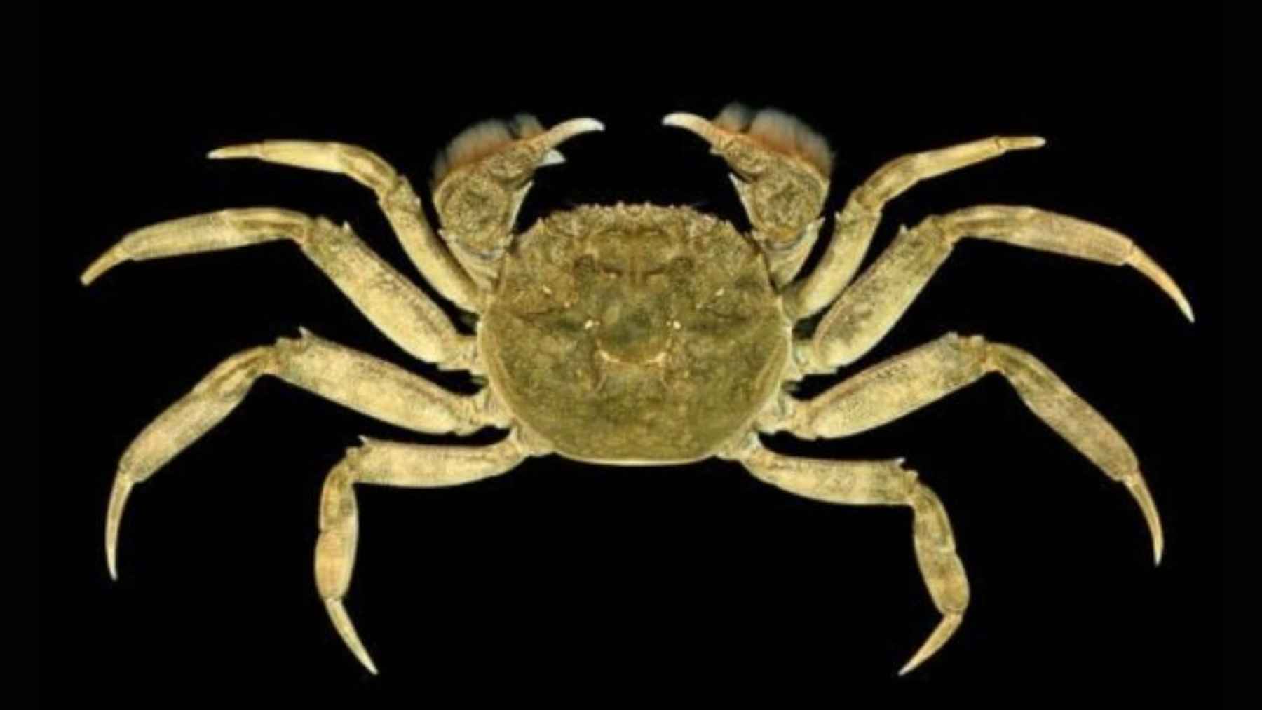 Chinese mitten crab (Eriocheir sinensis) shown against a dark background, an invasive species spreading through European rivers.