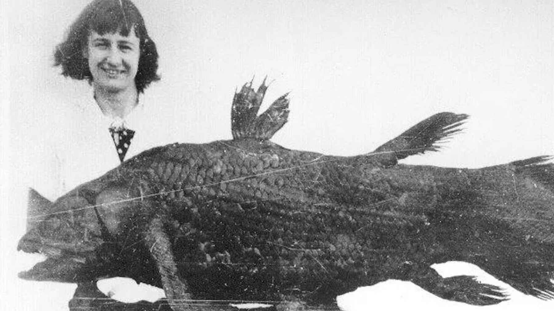 Coelacanth fish Latimeria chalumnae, the ancient lobe-finned species rediscovered off the coast of South Africa in 1938.