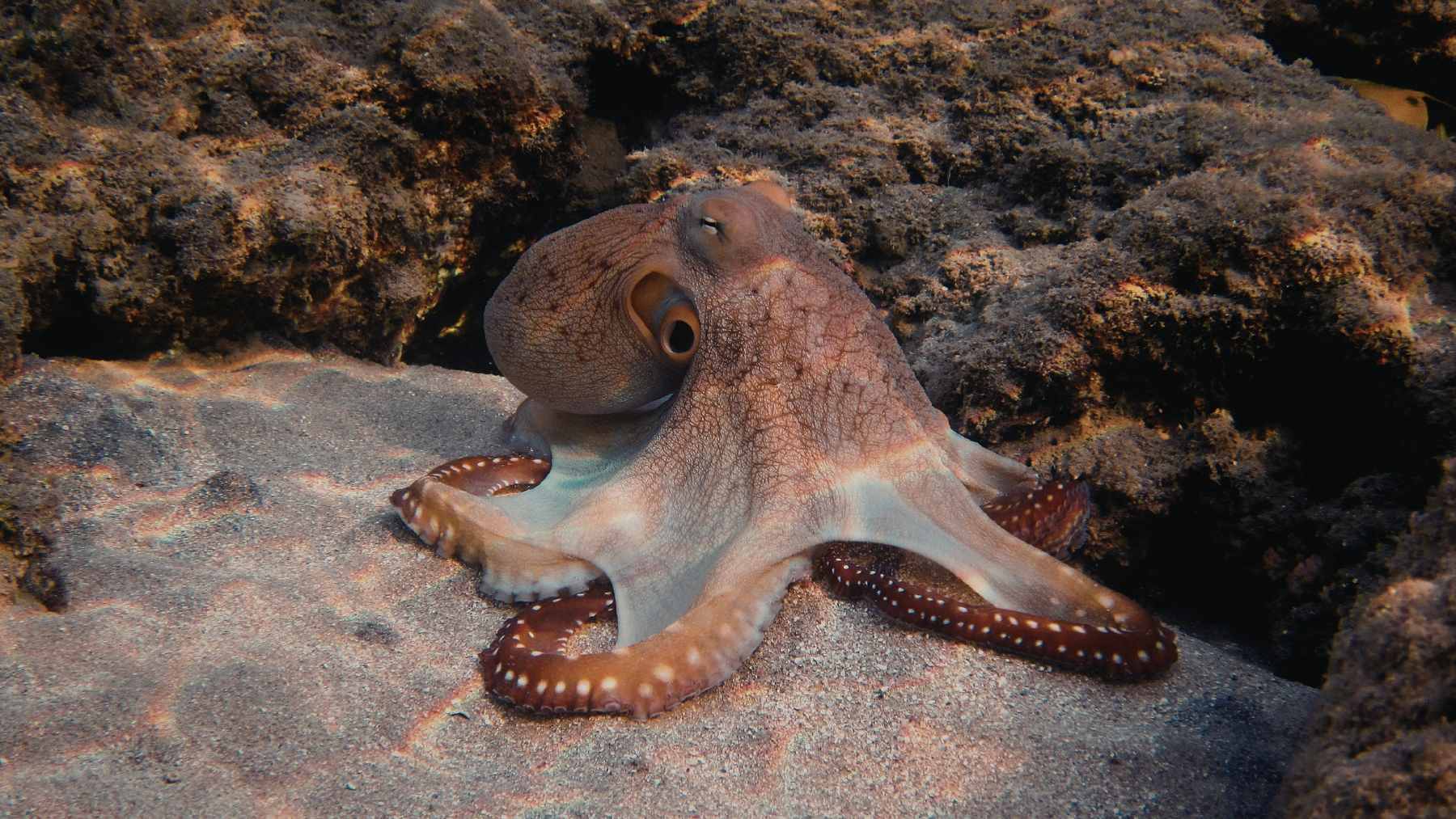 They would not be insects or mammals: humanity's most likely successor lives under the sea and is smarter than you think 1 A common octopus exhibiting complex camouflage and arm coordination while navigating a coral reef environment.