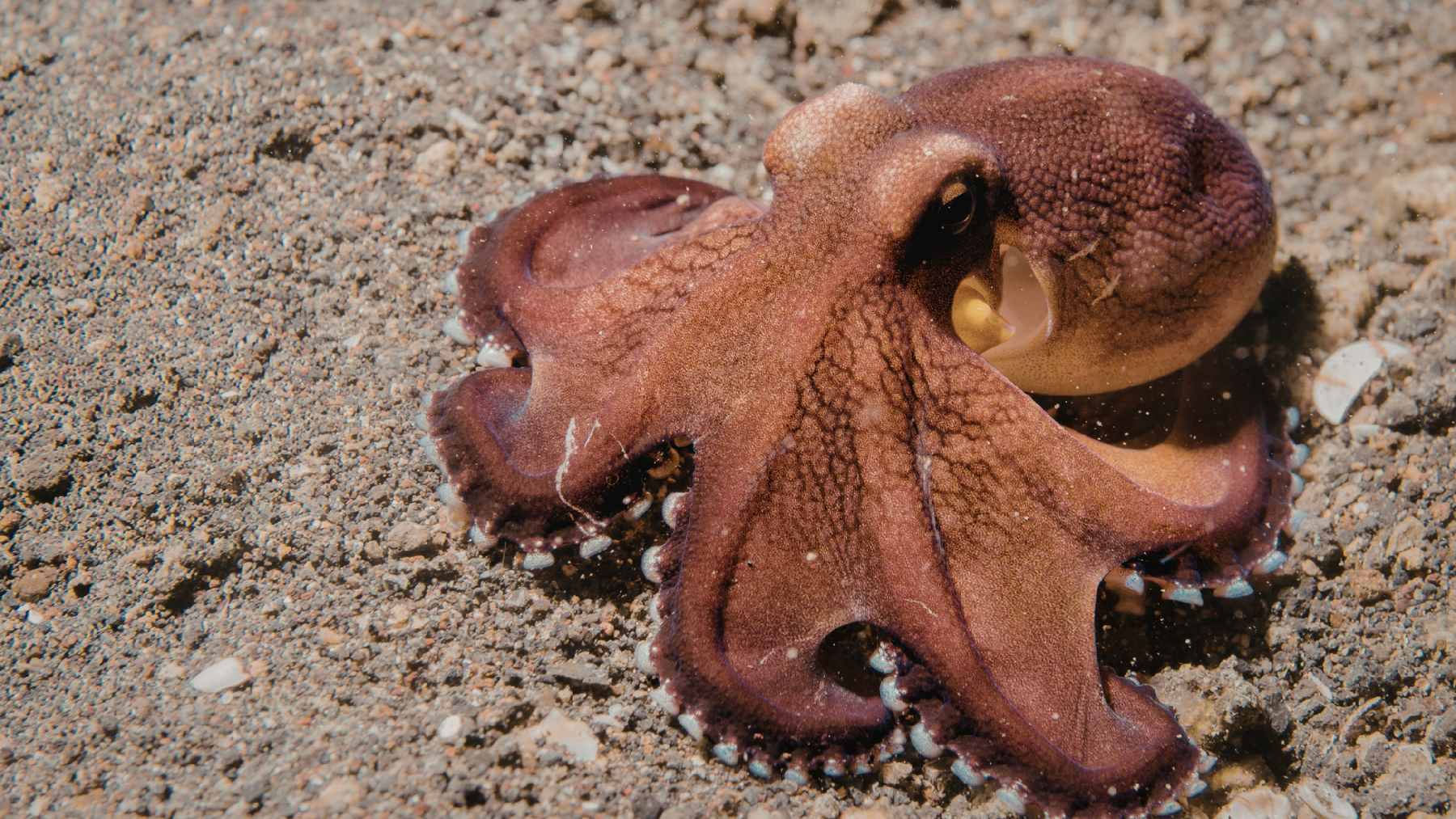 A common octopus exhibiting complex camouflage and arm coordination while navigating a coral reef environment.