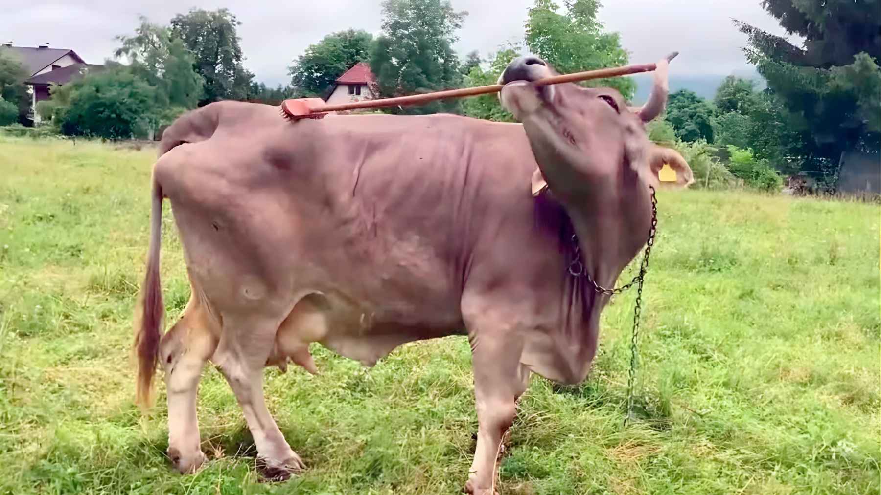 Cow using a broom to scratch its back, demonstrating tool use behavior observed by scientists