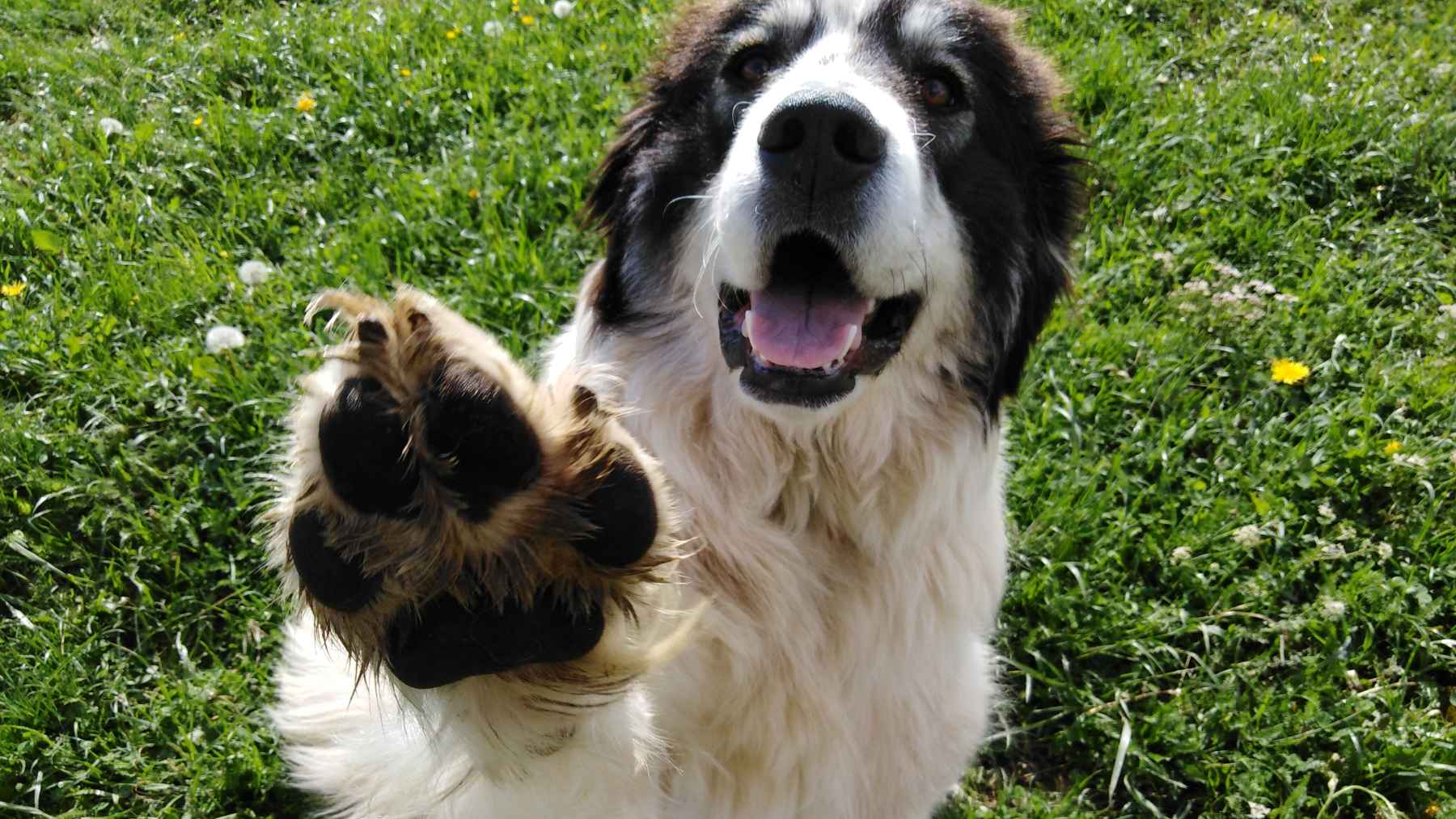 Dog raising its paw toward a person, illustrating the canine gesture that can signal attention, affection, stress, or communication